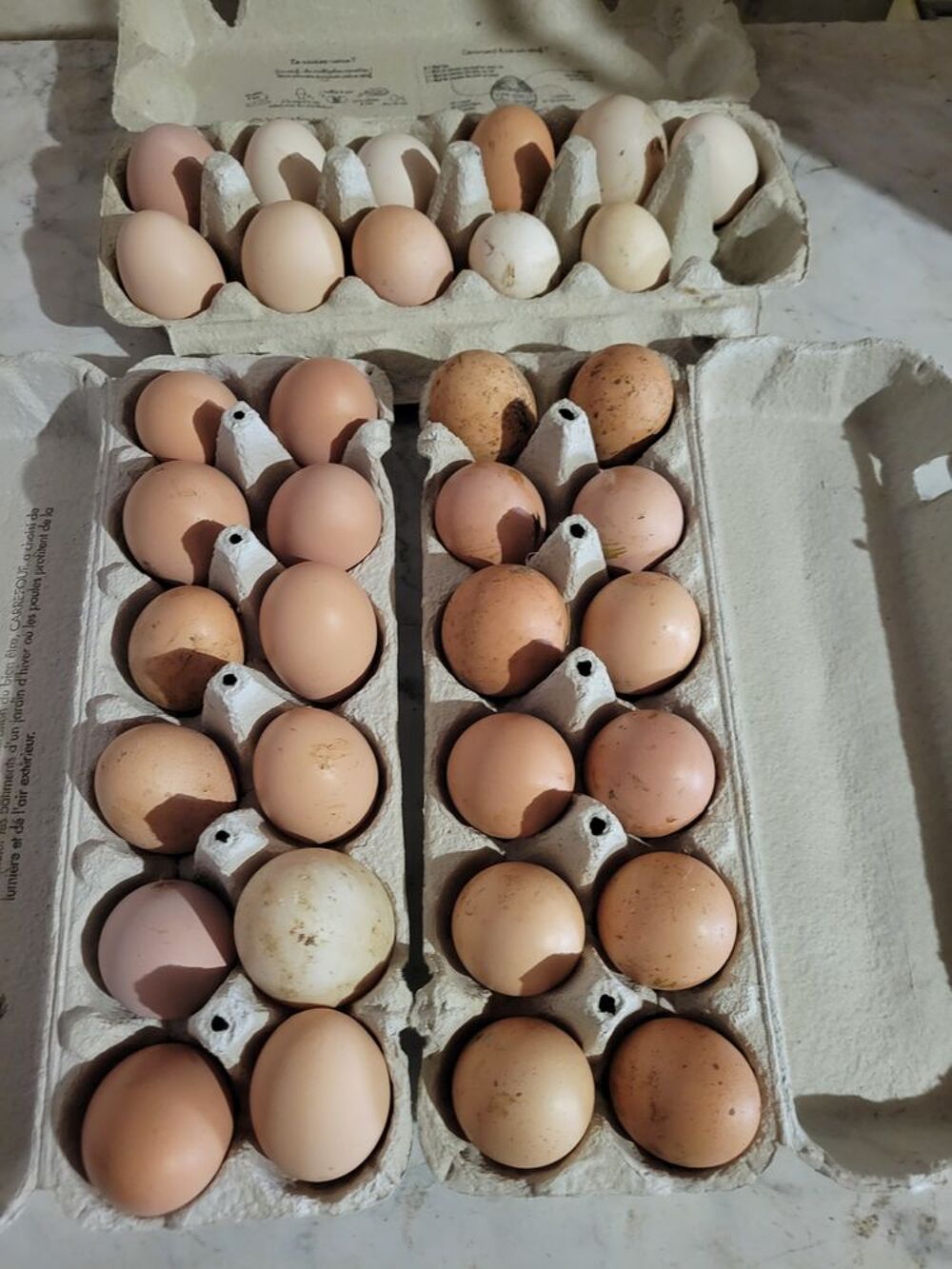   ?ufs frais poule pleine air 
