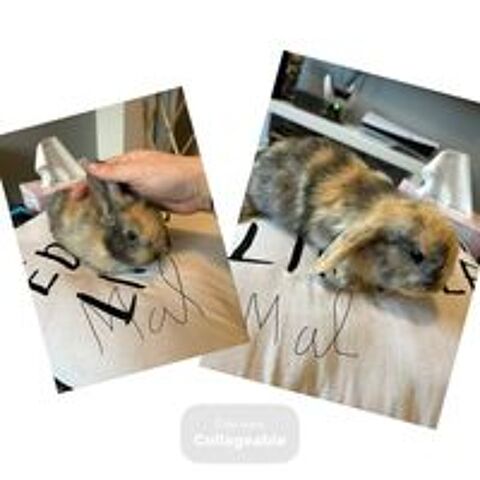   Lapin nain bélier  