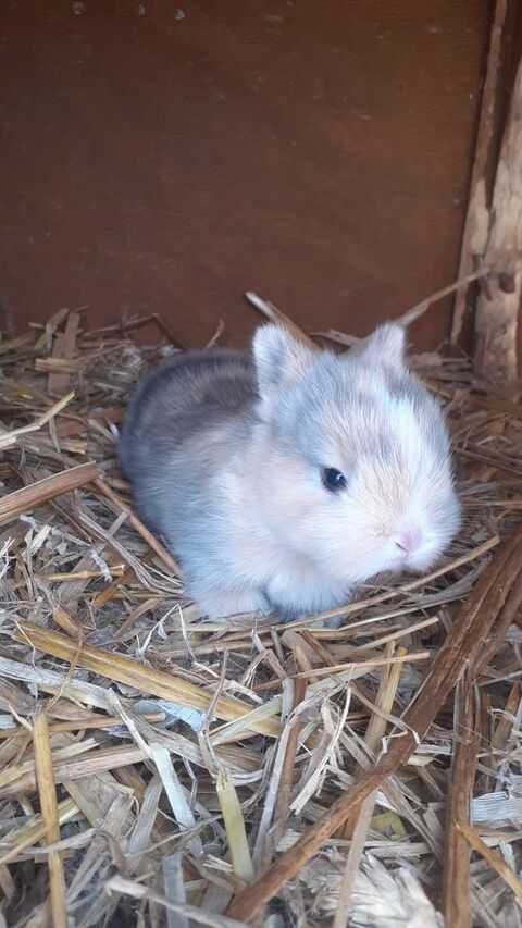 Bébé lapin(es) 20 65100 Lourdes