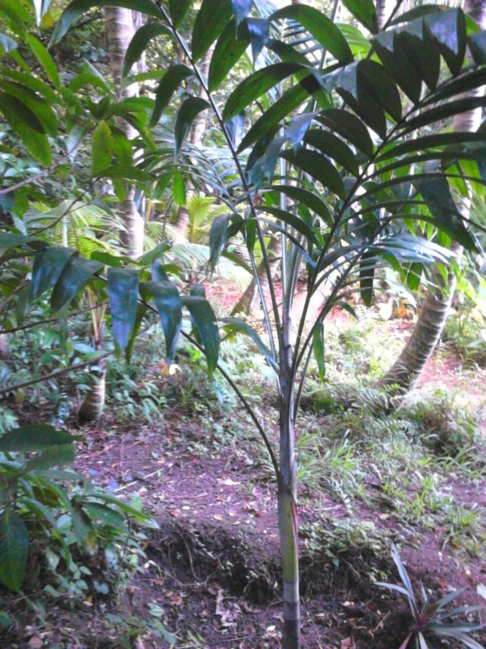 Plants de palmiers Jardin