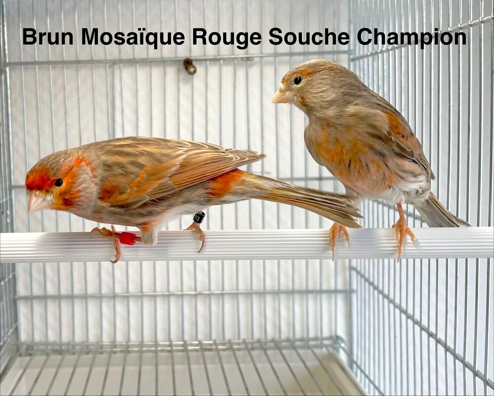  Très Beaux Canaris Couleurs, Chant, Posture 2025-2026 