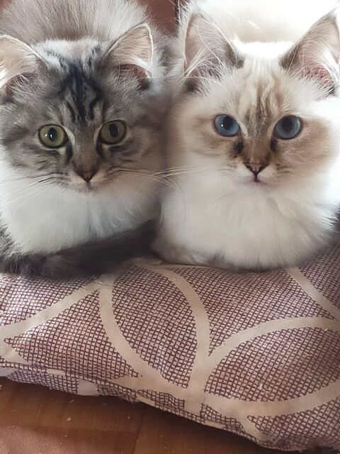 Chatons Persans 750 03100 Montlu�on