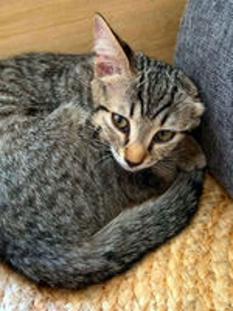   NYX 