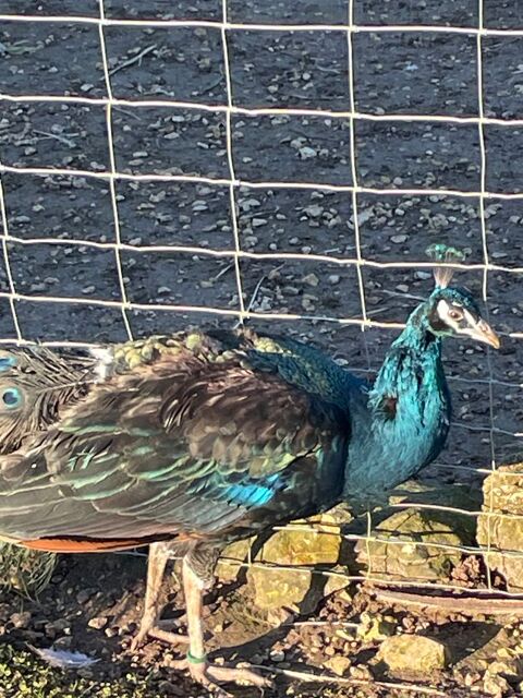  paon m&acirc;le adulte 200 16000 Angoul�me