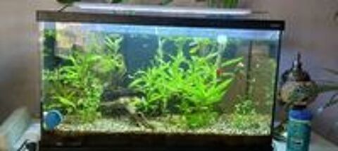   Bonjour je mets en cet aquarium de 60 litres complet 