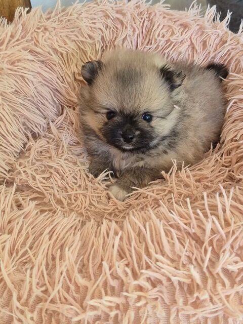 petit spitz 
830 17400 Saint-denis-du-pin