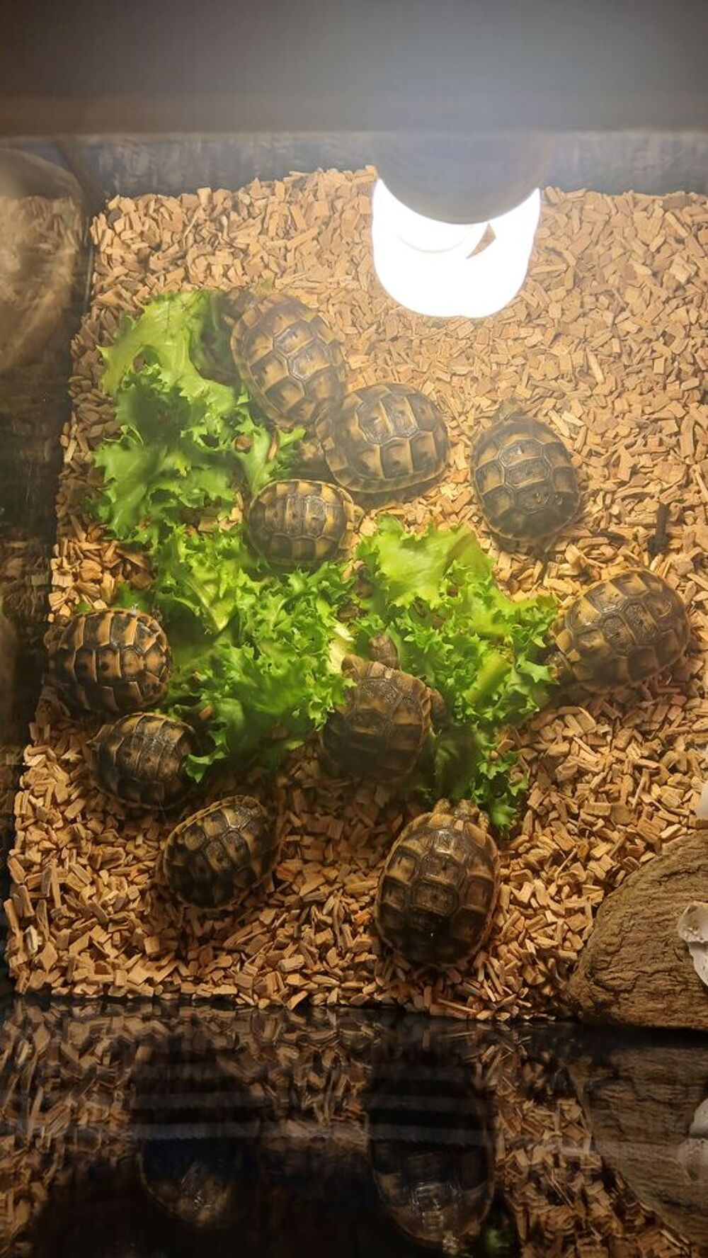   Tortue de terre juvéniles  