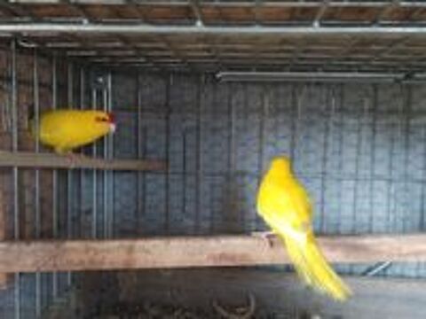   Kakariki 