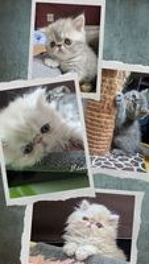   chatons exotic shorthair  et persan à réserver  