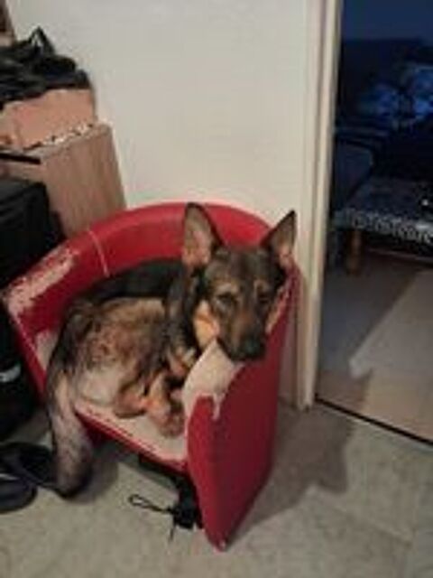   chien malinois 