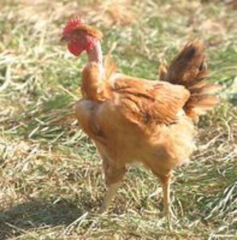   Poule cou nu  