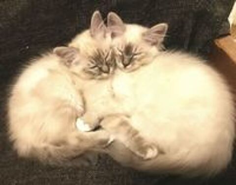  Magnifiques chatons sacrs de birmanie loof  
