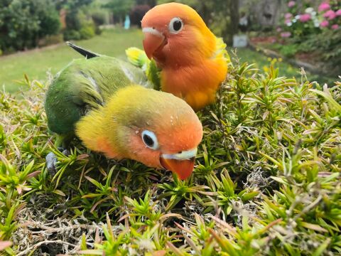 Ins&eacute;parable &eacute;lev&eacute; &agrave; la main 90 59112 Ann�ullin