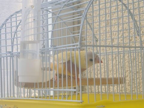 Diamant de gould 0 30000 Nîmes