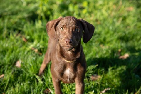 Fiby, chienne crois&eacute;e braque 300 44116 Vieillevigne