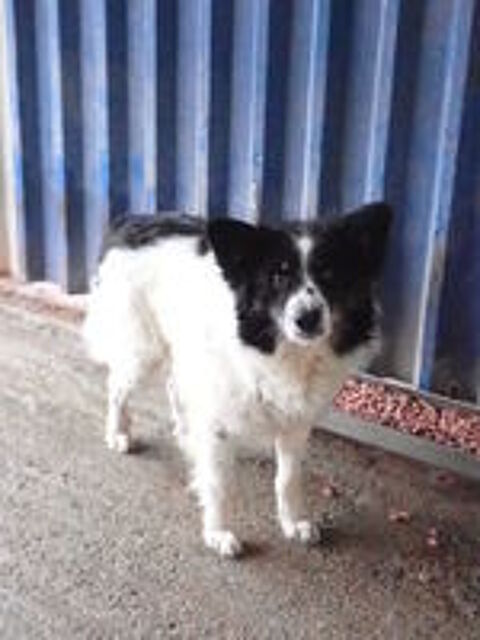   Houston à l'adoption 