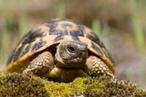   TORTUE 1,2 et 3 ANS (ILE DE FRANCE) 