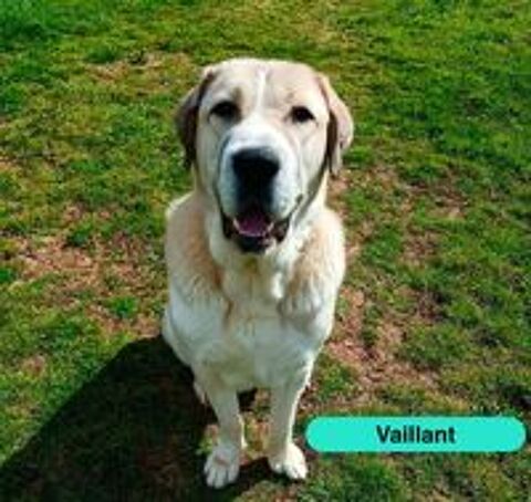   Vaillant, berger d'asie centrale à adopter 