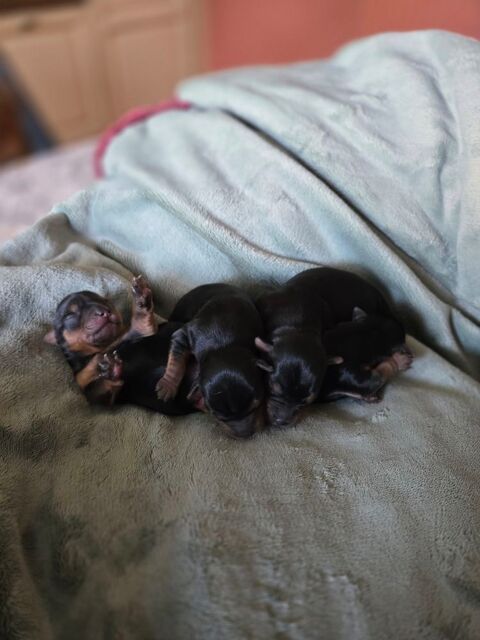 CHIOT YORSHIRE TERRIER 1500 49300 Cholet