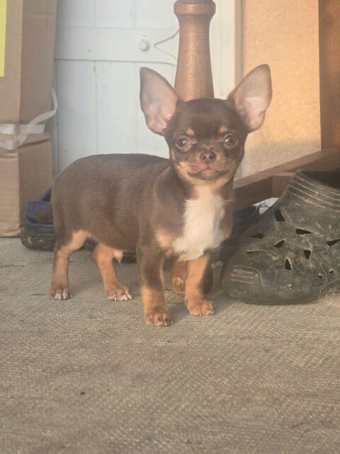 Chihuahua de 4 mois 750 31800 Saint-gaudens