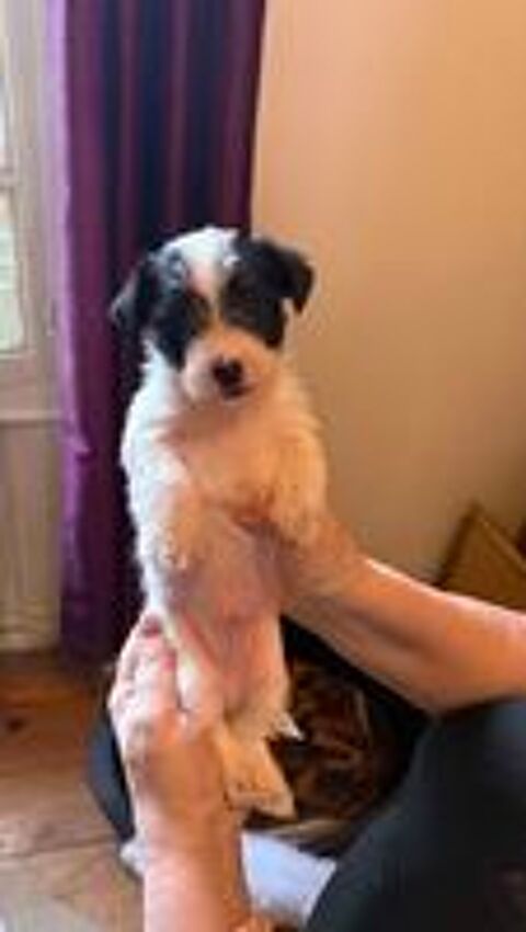  ? À RÉSERVER ? 2 CHIOTS COTON DU TULEAR ? 