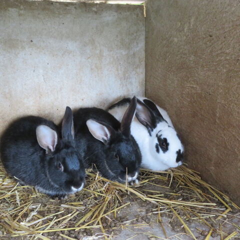 Lapins croises Hollandaise  - papillon 14540 Bourgubus