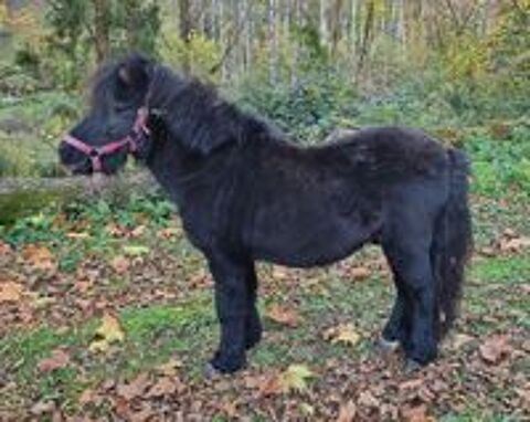   poney shetland mâle 