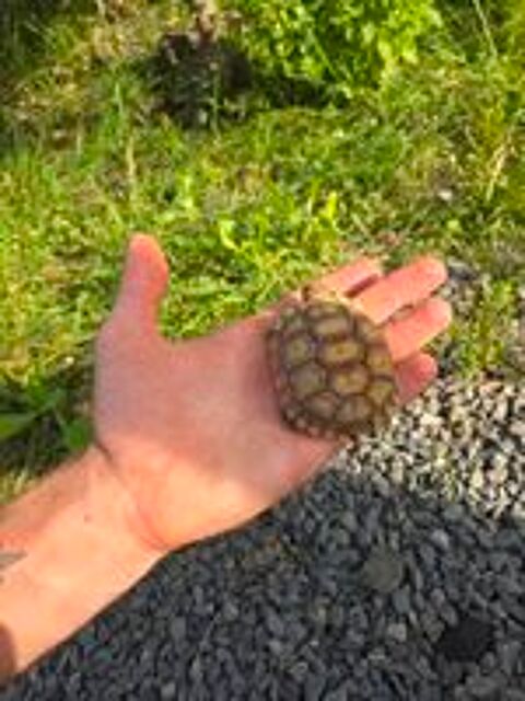   Tortue sulcata 