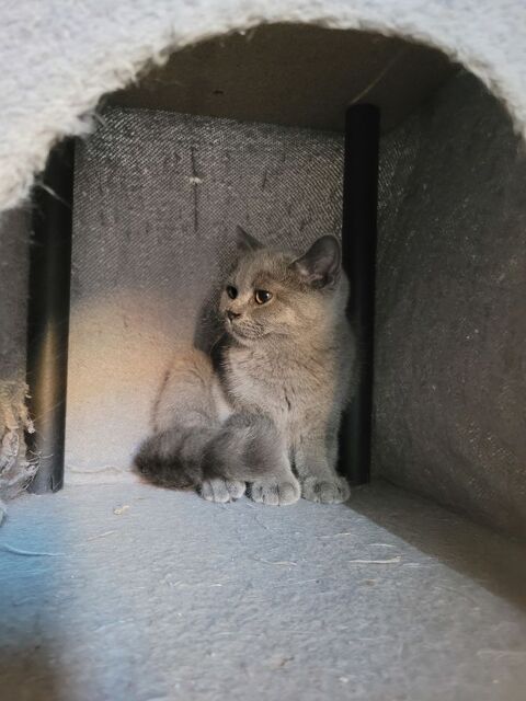 Chatons type british shorthair 850 59300 Valenciennes
