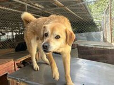   DINGO 