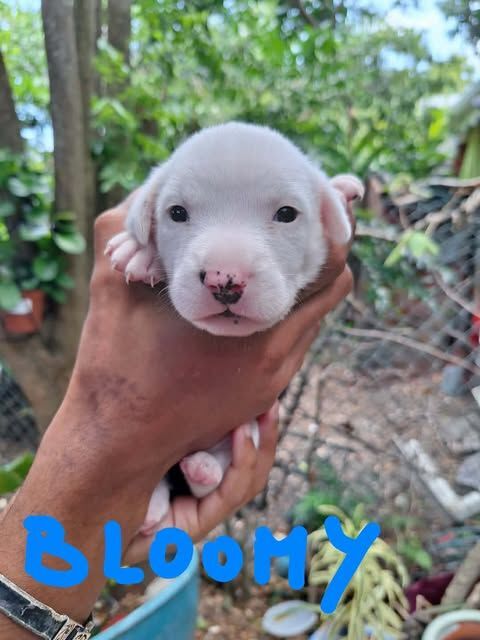 L'Adorable Bloomy 300 60500 Chantilly
