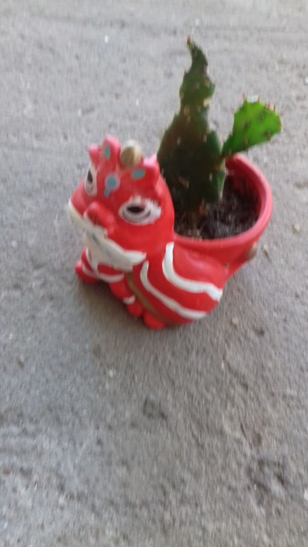 MINI POT de CACTUS FORME DRAGON Jardin