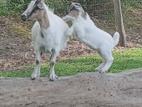   bouc main et biquette naine 