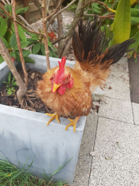 Jeune Coq Serama Malais 0 68120 Richwiller
