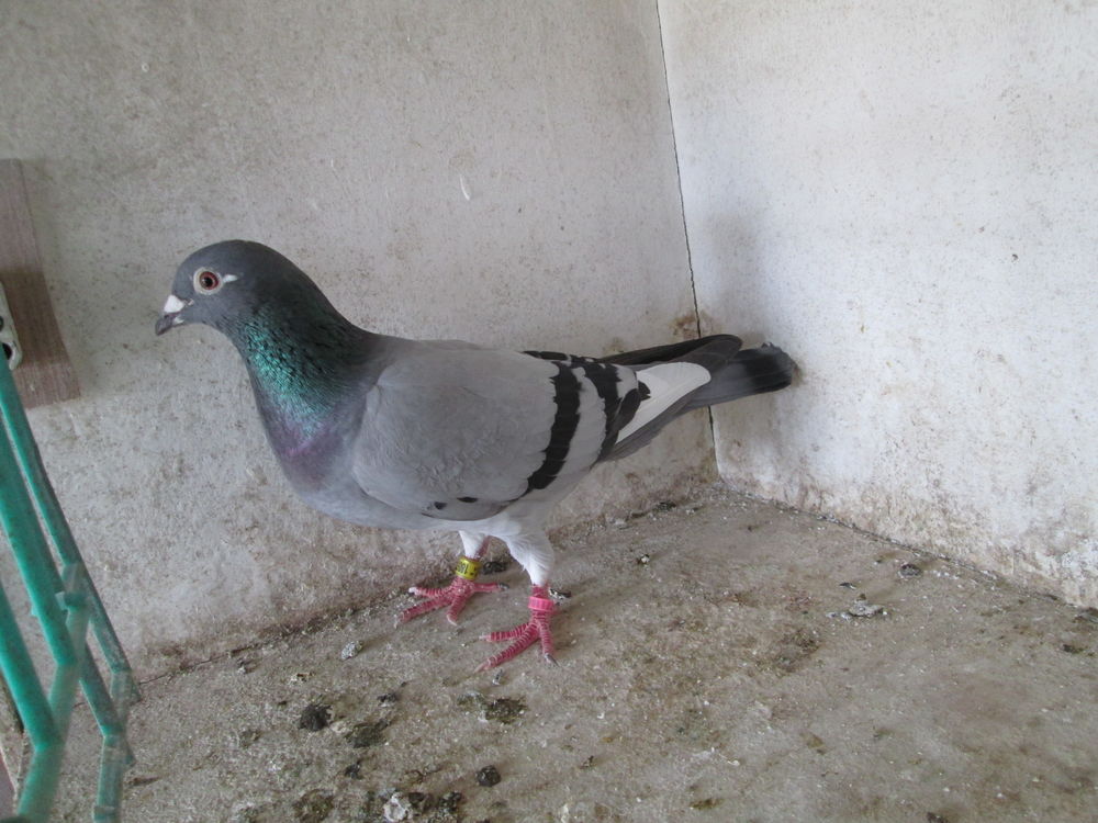   PIGEON VOYAGEUR 