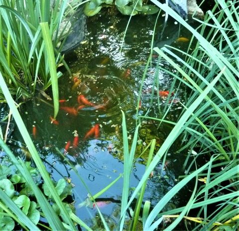 Poissons Bassin Ext�rieur 5 Saint-M�dard-en-Jalles (33)