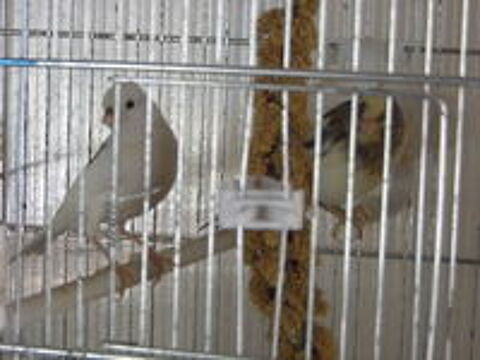   canari timbrado 