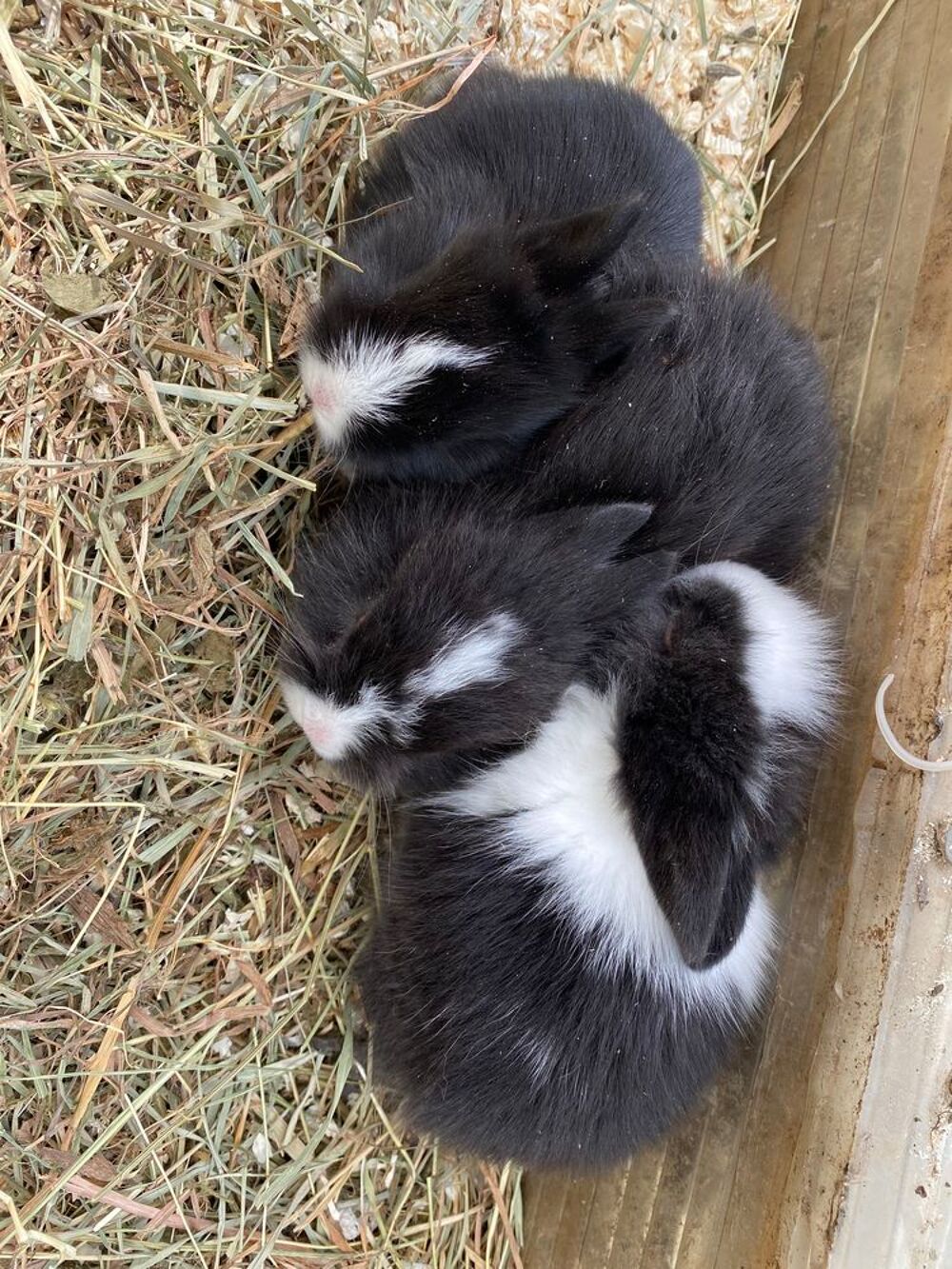   Bébé lapin nain tête de lion 