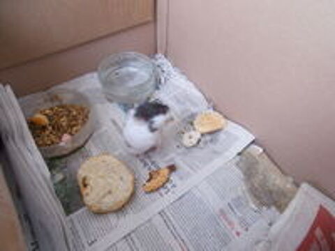   Hamster 