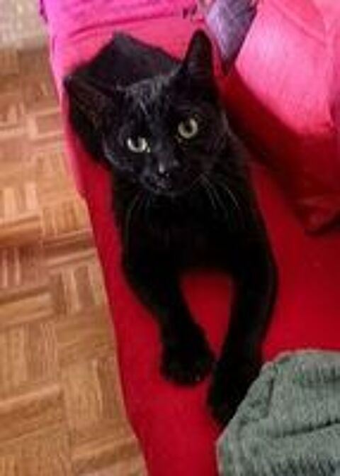   LINO CHAT NOIR 2 ANS 1/2 
