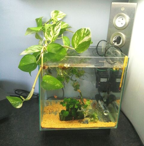 Plante aquatique pour aquarium et terrarium 3 92800 Puteaux