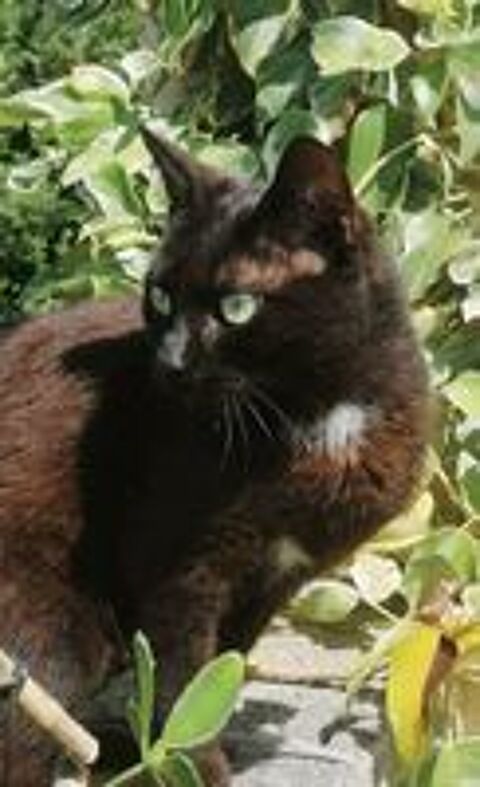   Bagherra chatte noire 1 an gentille et caline a adopter 