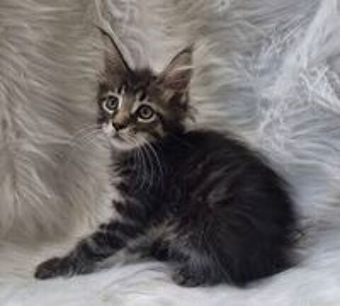   A reserver magnifiques chatons maine coon non loof 