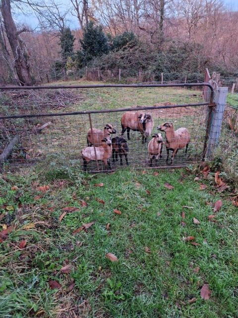 mouton du Cameroun 120 Montbazens (12)