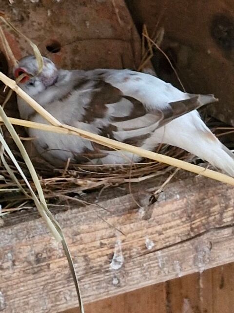 Colombe diamant panache 40 53340 Bannes