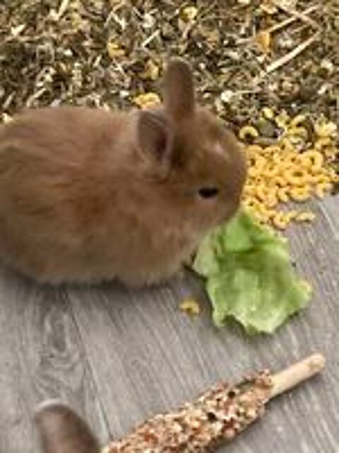   Lapin nain, la lapine nain a eu de très beau lapereaux, 