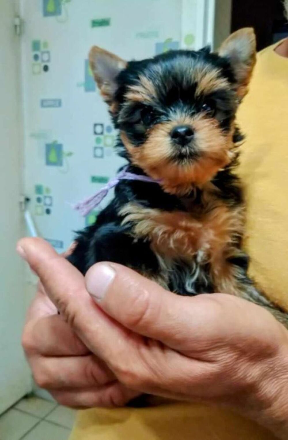   chiots yorkshire  