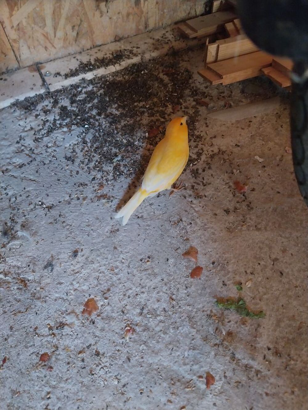   Canaris Mâles 