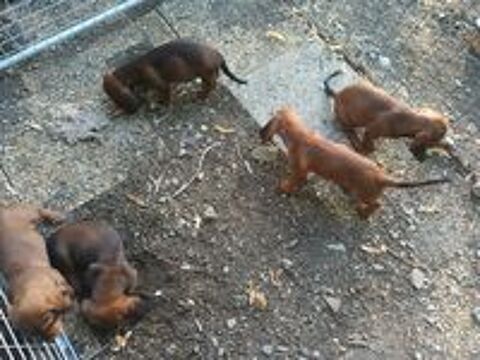   Chiot basset des alpes  