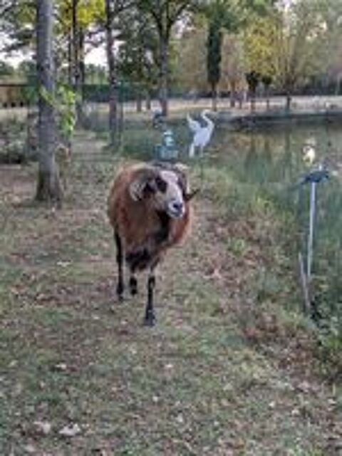   Mouton du Cameroun  